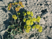 sulphur-flowered buckwheat, sulphur buckwheat (Eriogonum umbellatum)
